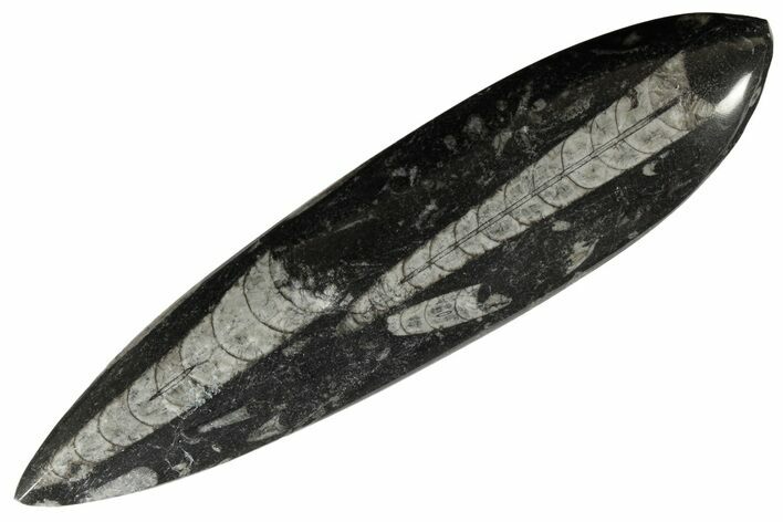 Polished Fossil Orthoceras (Cephalopod) - Morocco #182064